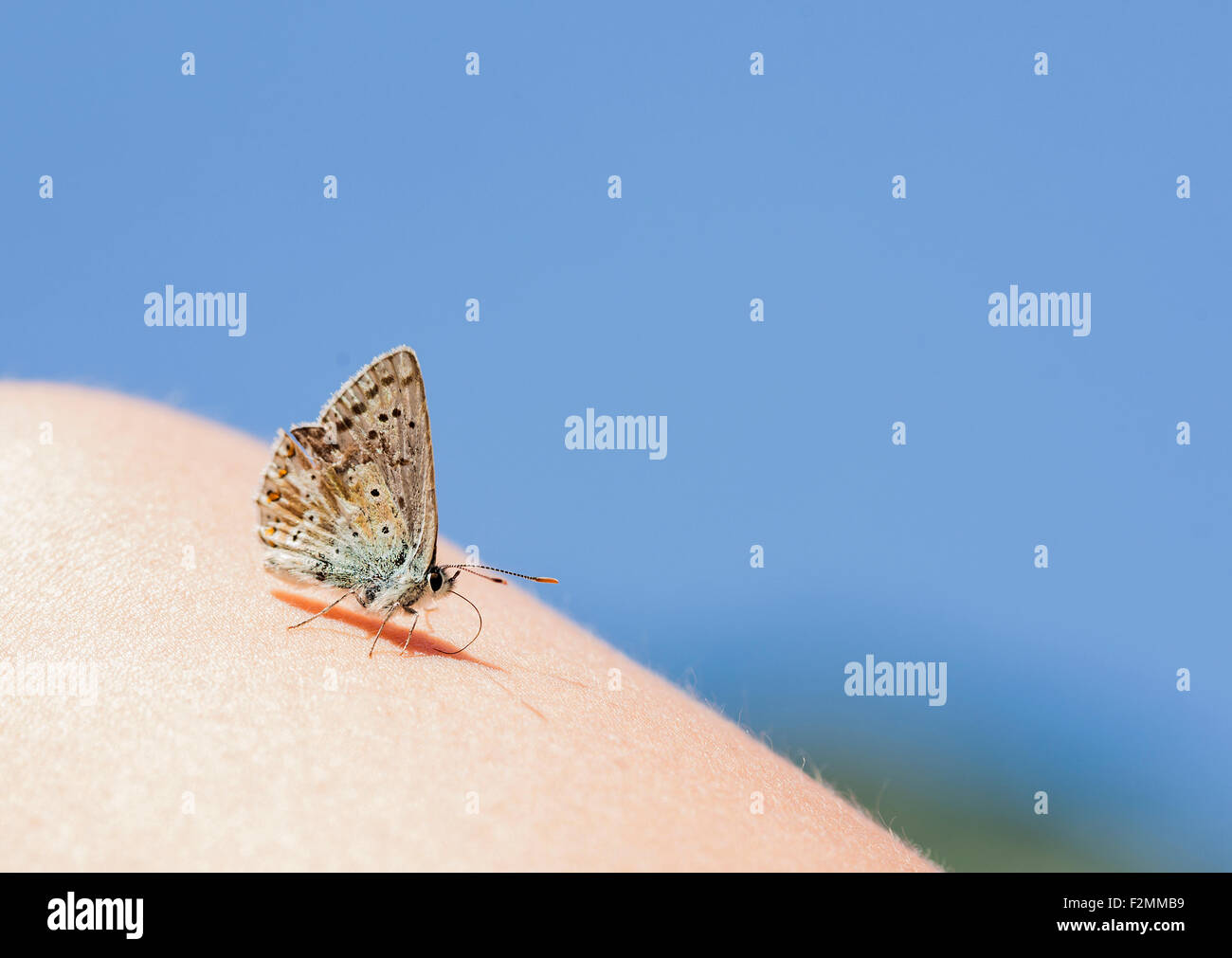 Farfalla di prendere un periodo di riposo di una persona. Foto Stock