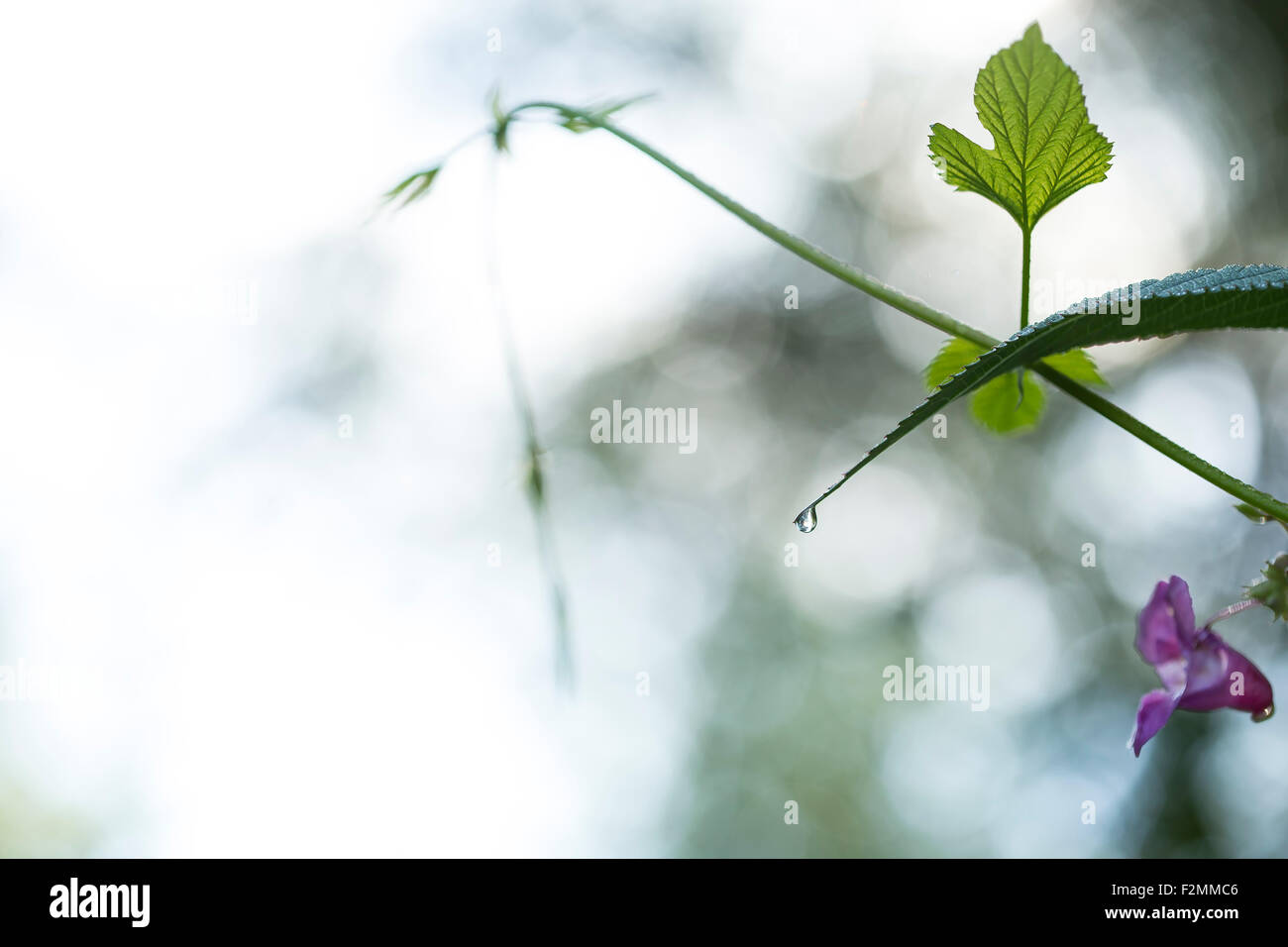 Rugiada di mattina su una lama per erba e con fiori sfocata in background. Foto Stock