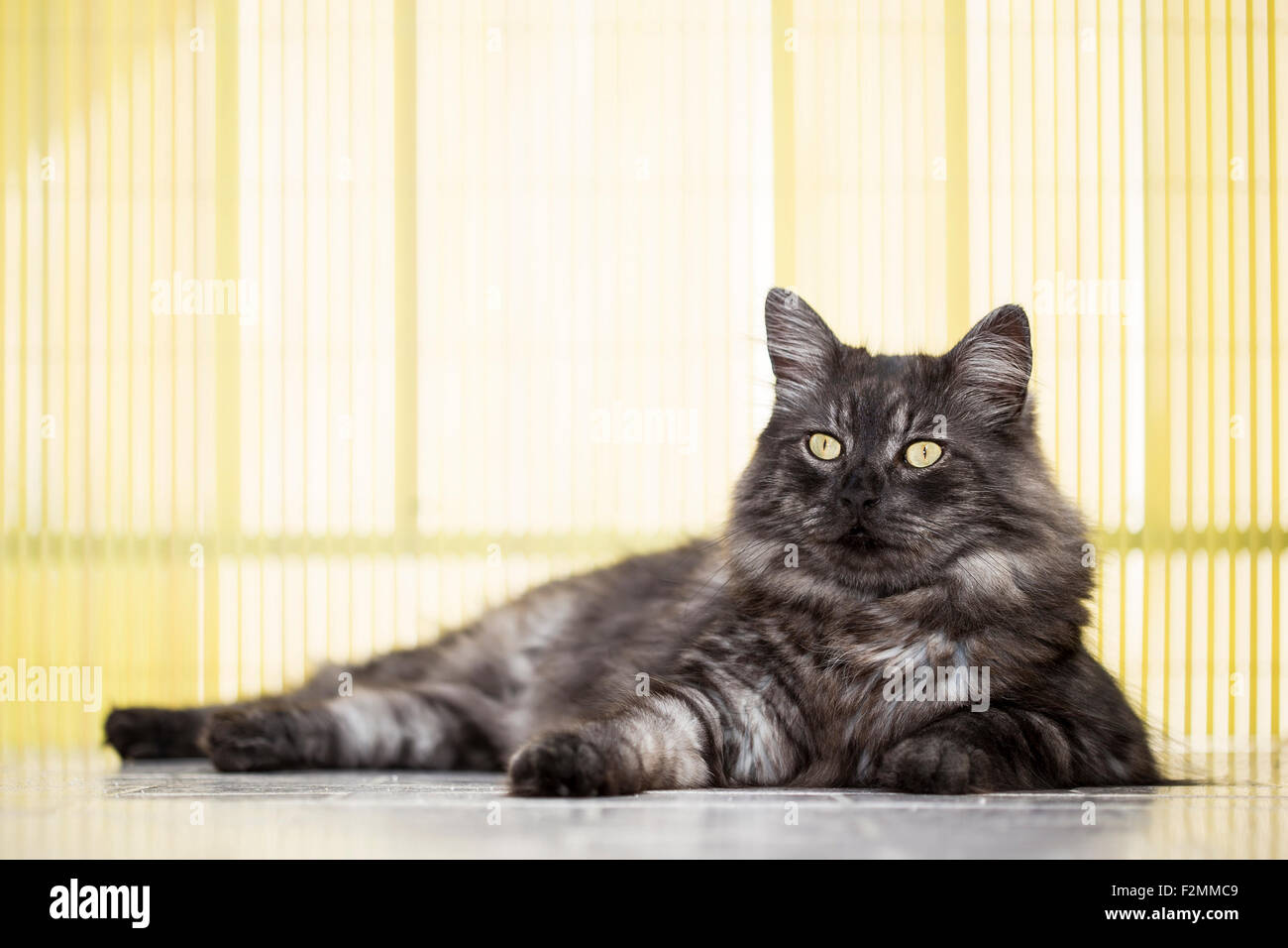 In posa cat con argento, capelli lunghi. Foto Stock