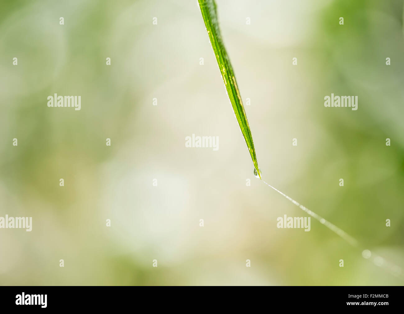 Rugiada di mattina su un erba lama con un ragno net. Foto Stock