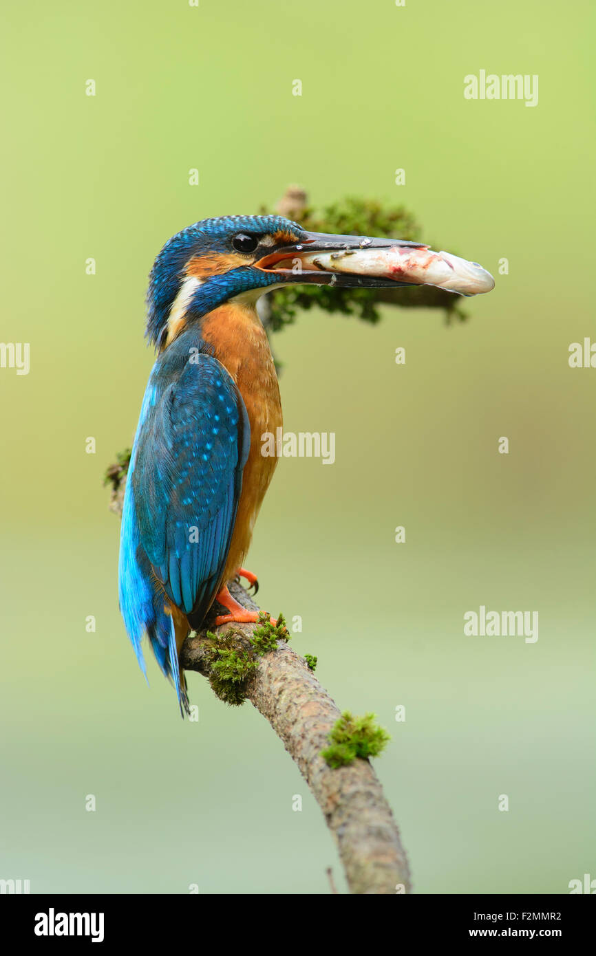 Kingfisher maschio con un pesce in settembre, di sollevamento e alimentazione della terza prole della stagione Foto Stock