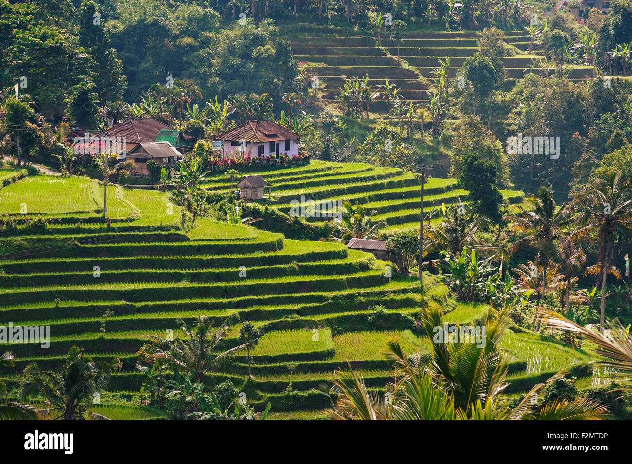 Jatiluwih campi di riso, Bali Foto Stock
