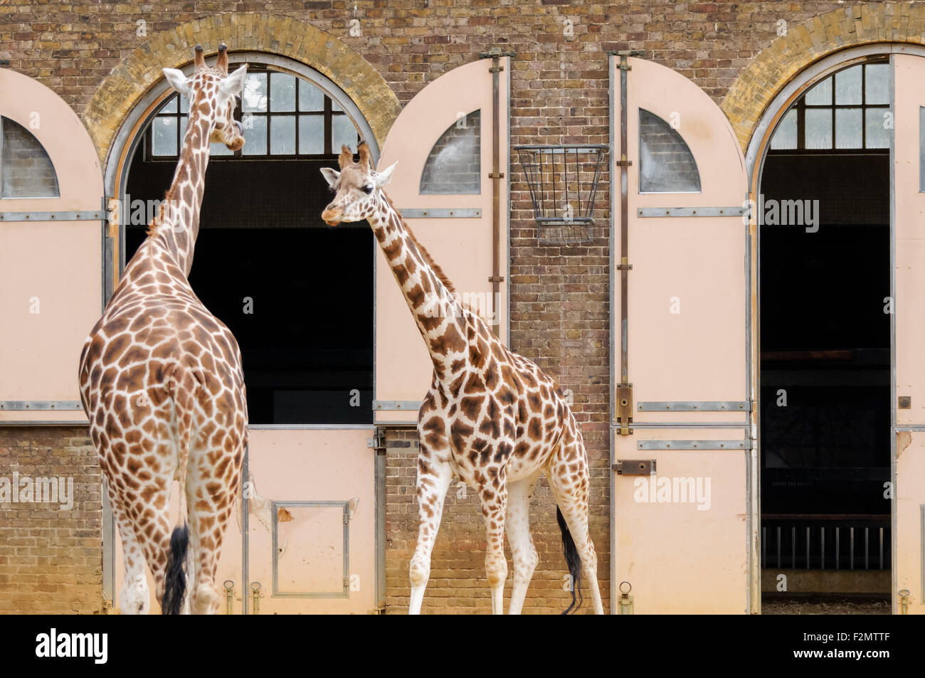 Le giraffe al ZSL London Zoo, Londra England Regno Unito Regno Unito Foto Stock