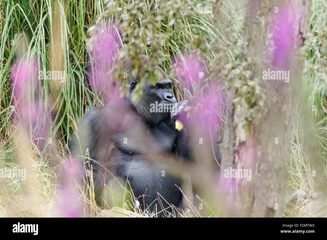 La pianura occidentale (gorilla Gorilla gorilla gorilla) al ZSL London Zoo, Londra England Regno Unito Regno Unito Foto Stock
