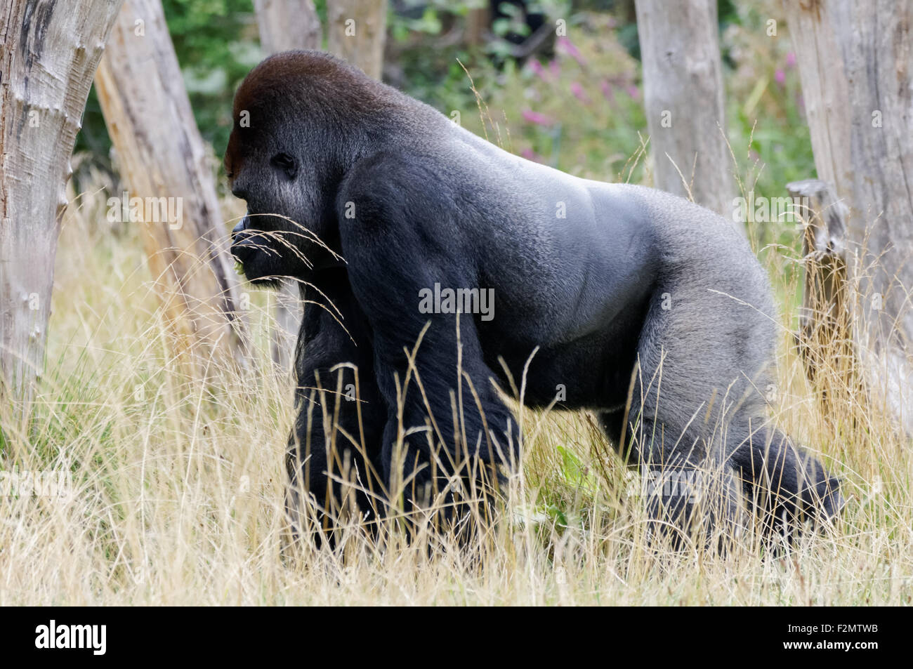 La pianura occidentale (gorilla Gorilla gorilla gorilla) al ZSL London Zoo, Londra England Regno Unito Regno Unito Foto Stock