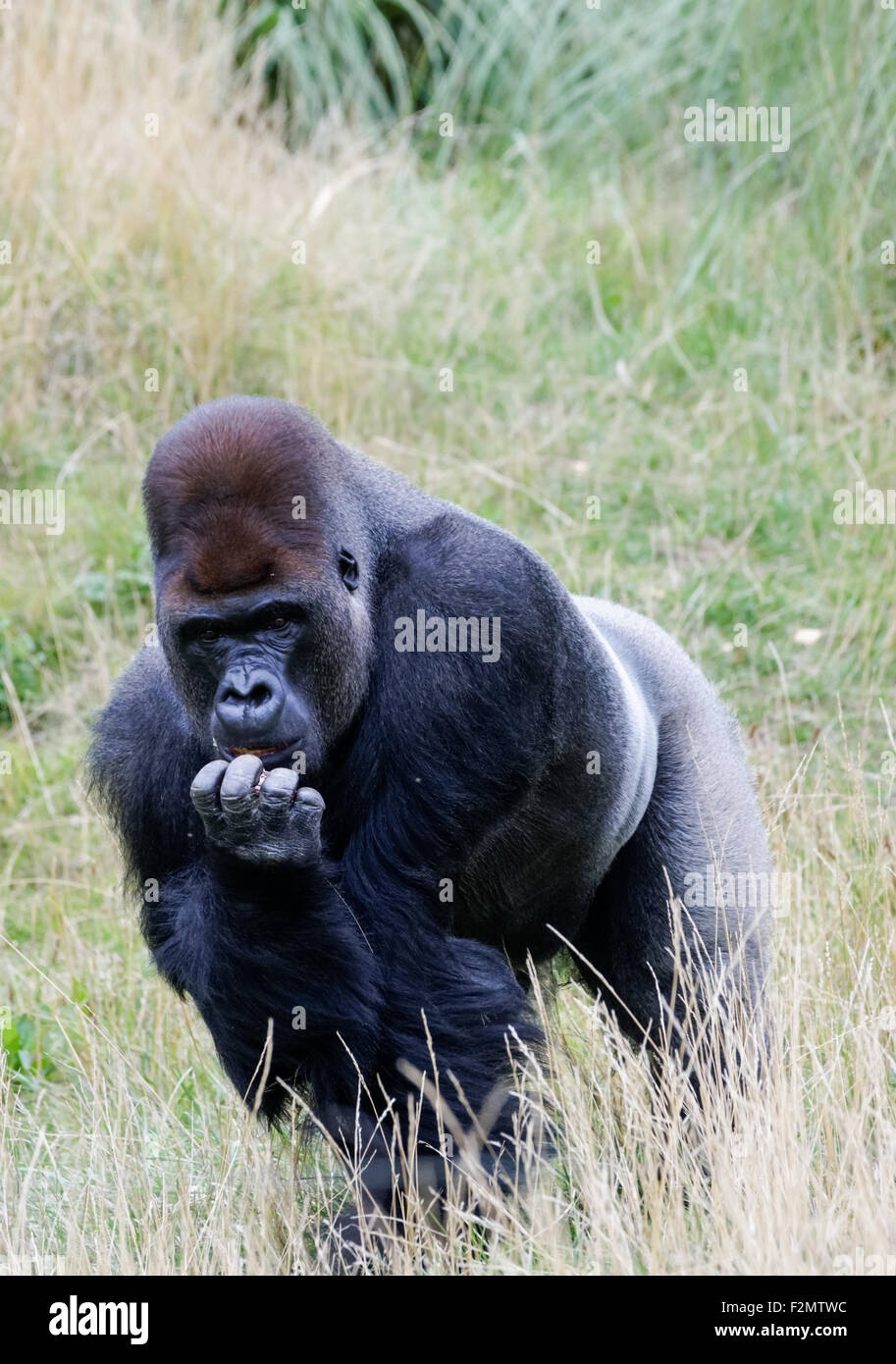 La pianura occidentale (gorilla Gorilla gorilla gorilla) al ZSL London Zoo, Londra England Regno Unito Regno Unito Foto Stock