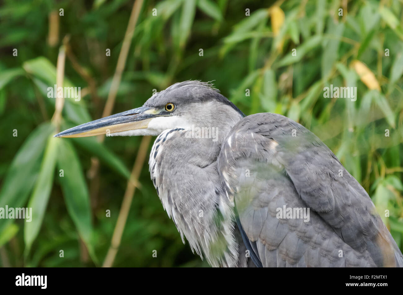 Heron grigio (Ardea cinerea) in canne Foto Stock