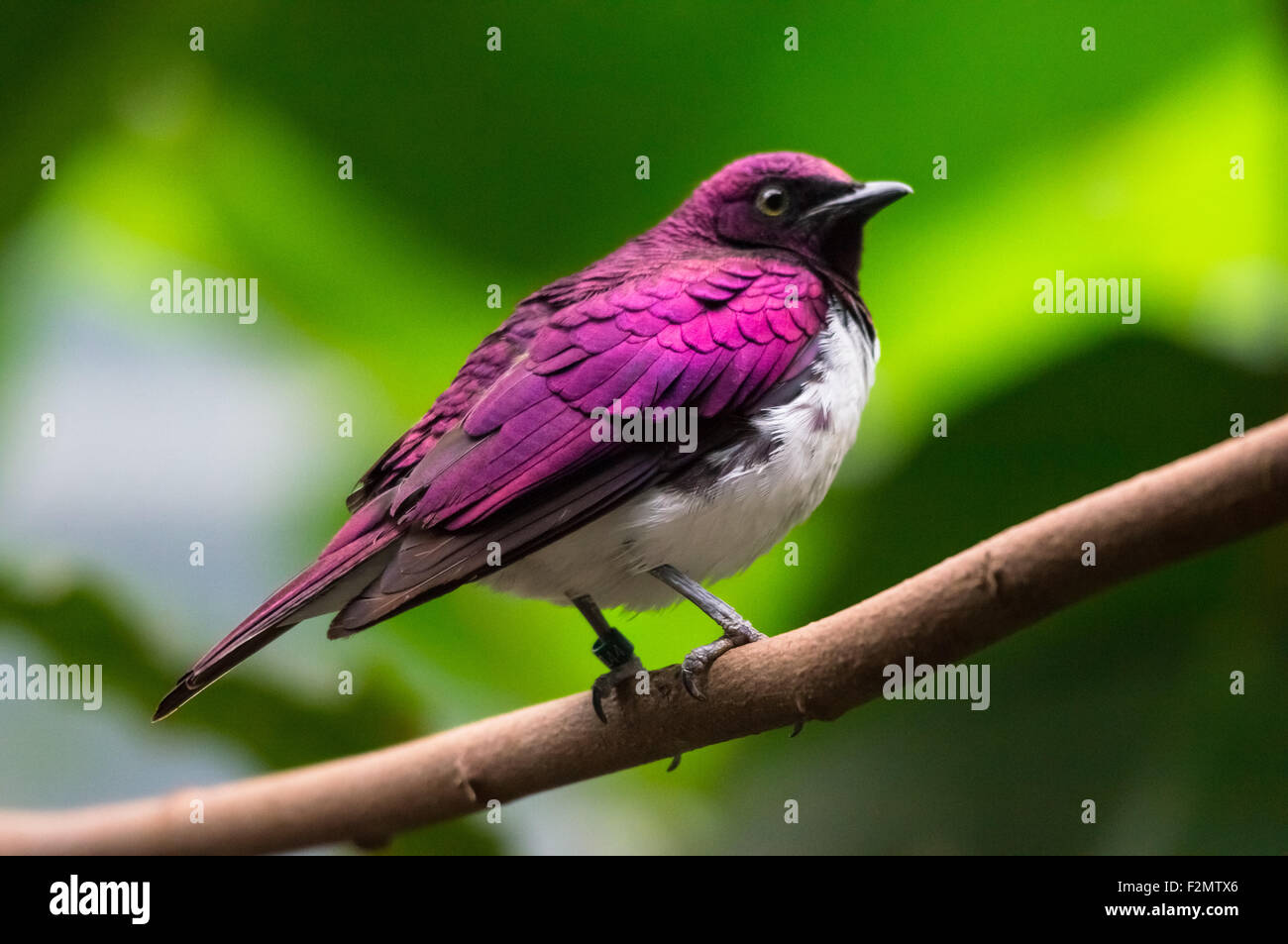 Il violetto-backed Starling, Cinnyricinclus leucogaster Foto Stock