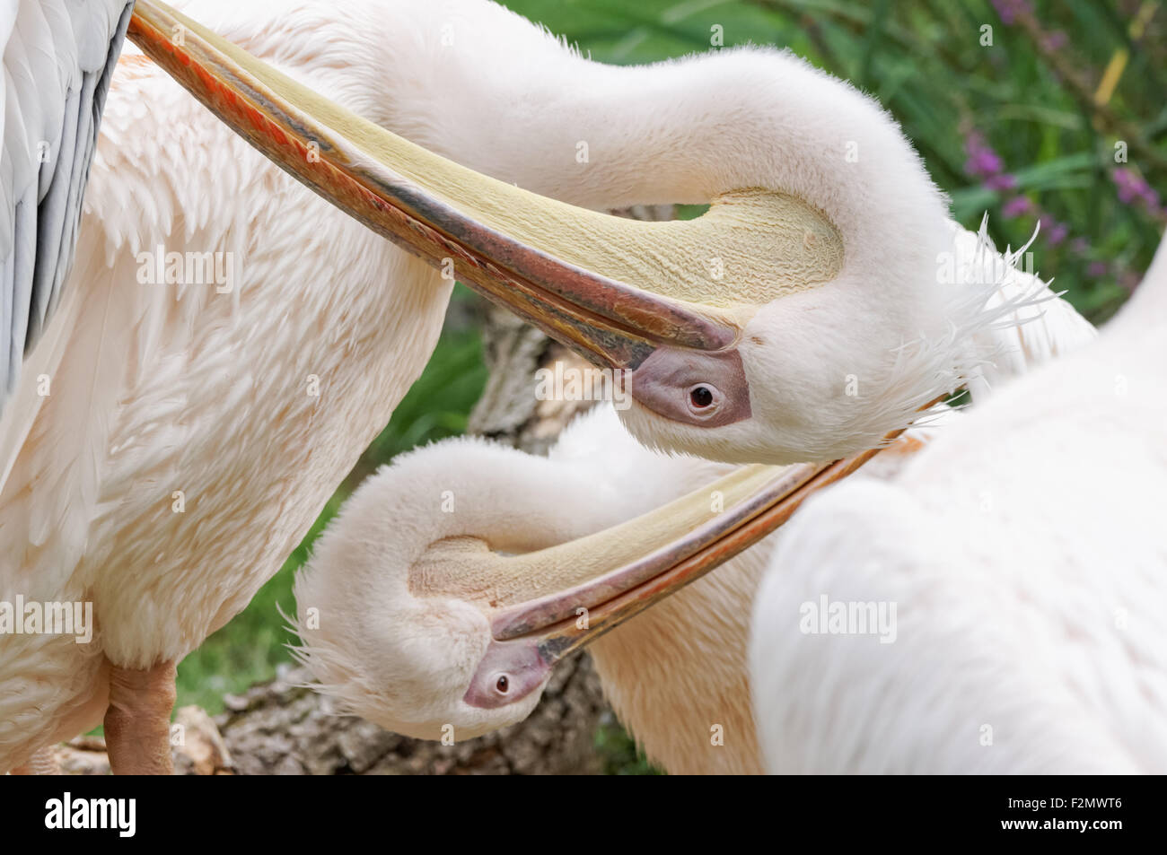 due pellicani che puliscono le loro piume Foto Stock