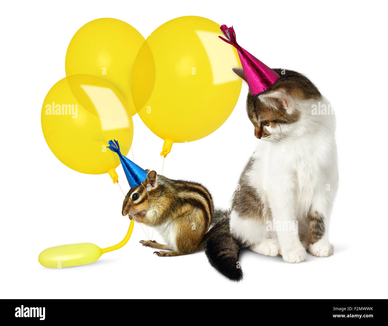 Concetto di compleanno, funny cat e Scoiattolo striado con palloncini su bianco Foto Stock