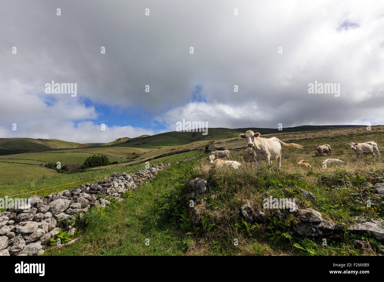 Le mucche nei campi nei pressi di Ponta do Albernaz, sull isola di Flores, Azzorre Foto Stock