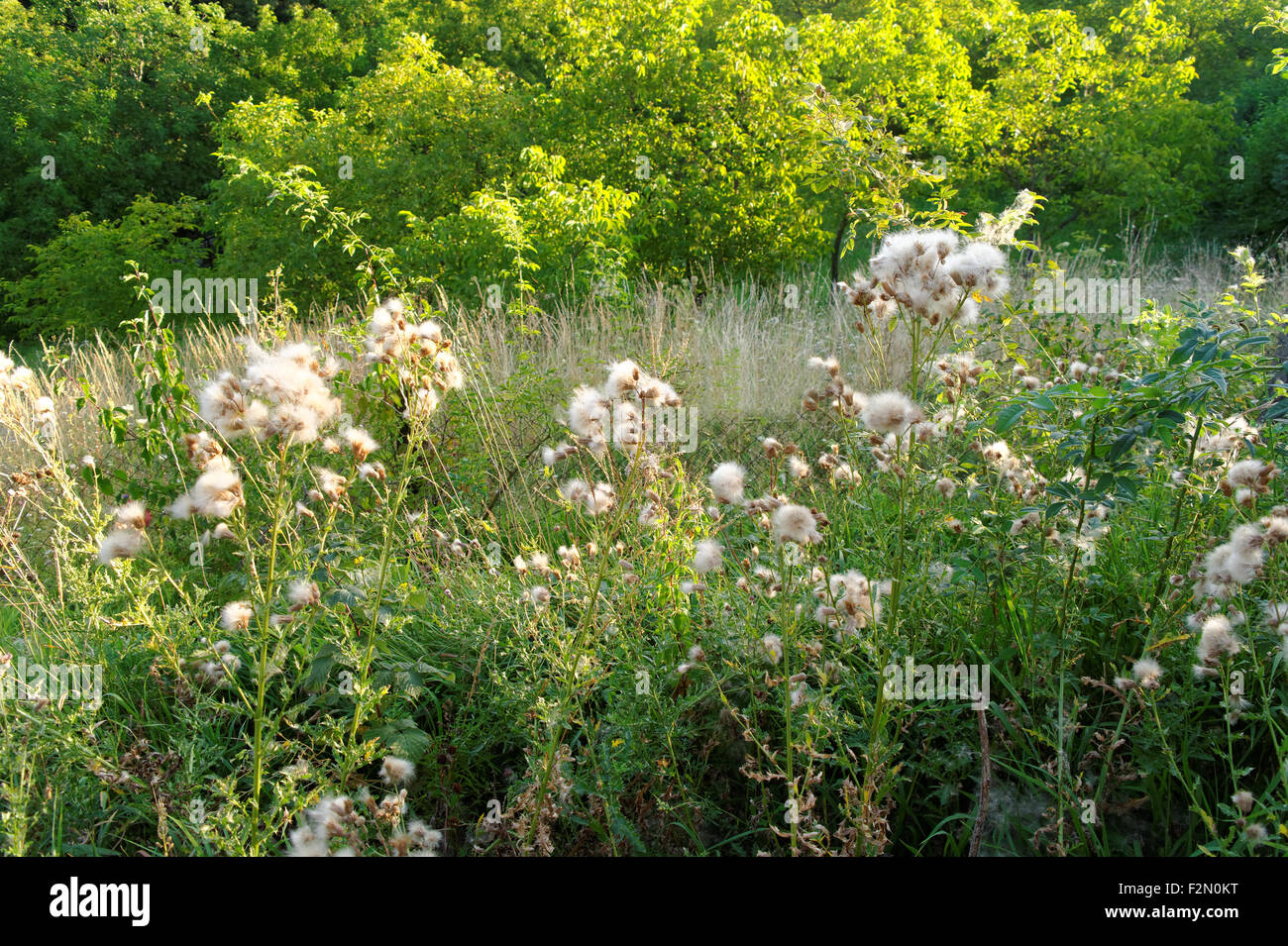 Fluffy thistle su un prato sul soleggiato nella tarda estate del giorno Foto Stock