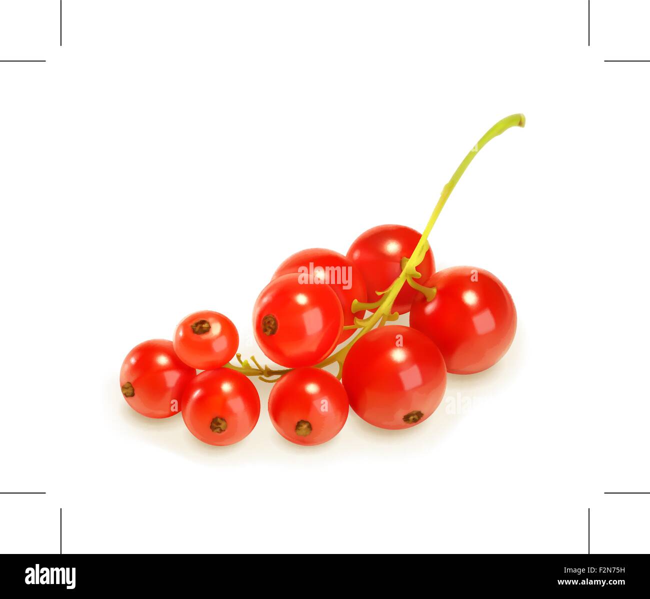 Ribes rosso bacche, illustrazione vettoriale Illustrazione Vettoriale