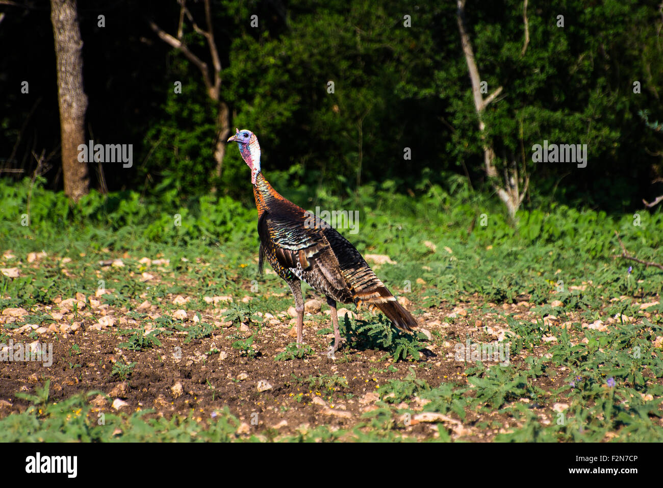 Wild South Texas Rio Grande la Turchia in piedi indietro a sinistra Foto Stock