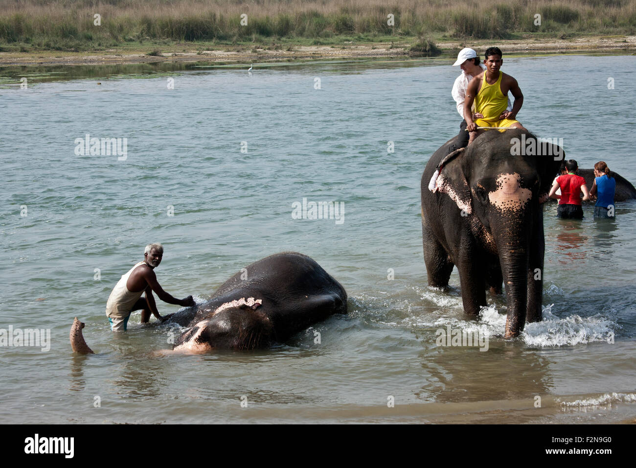 Elephant di balneazione con i turisti in Rapti Rapoti (fiume) in Royal Chitwan il parco nazionale Nepal Foto Stock