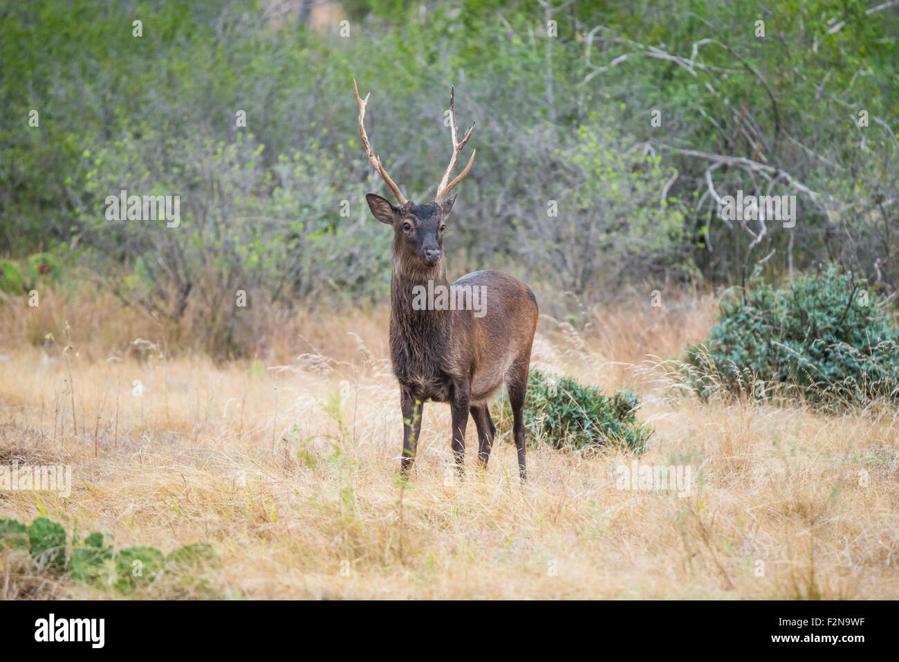 Il Texas del sud cervi sika buck in piedi in un campo Foto Stock