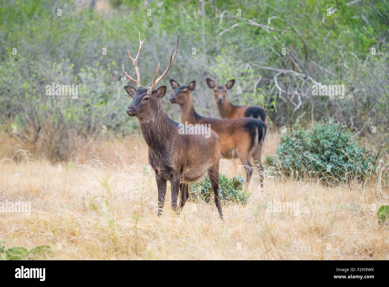 Il Texas del sud cervi sika buck in piedi in un campo di fronte sika non Foto Stock