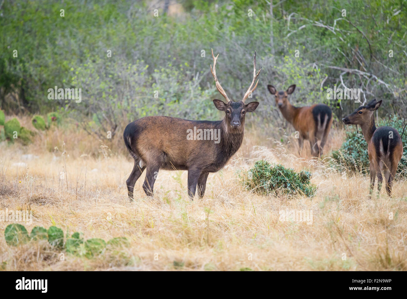 Il Texas del sud cervi sika buck in piedi in un campo di fronte sika non Foto Stock