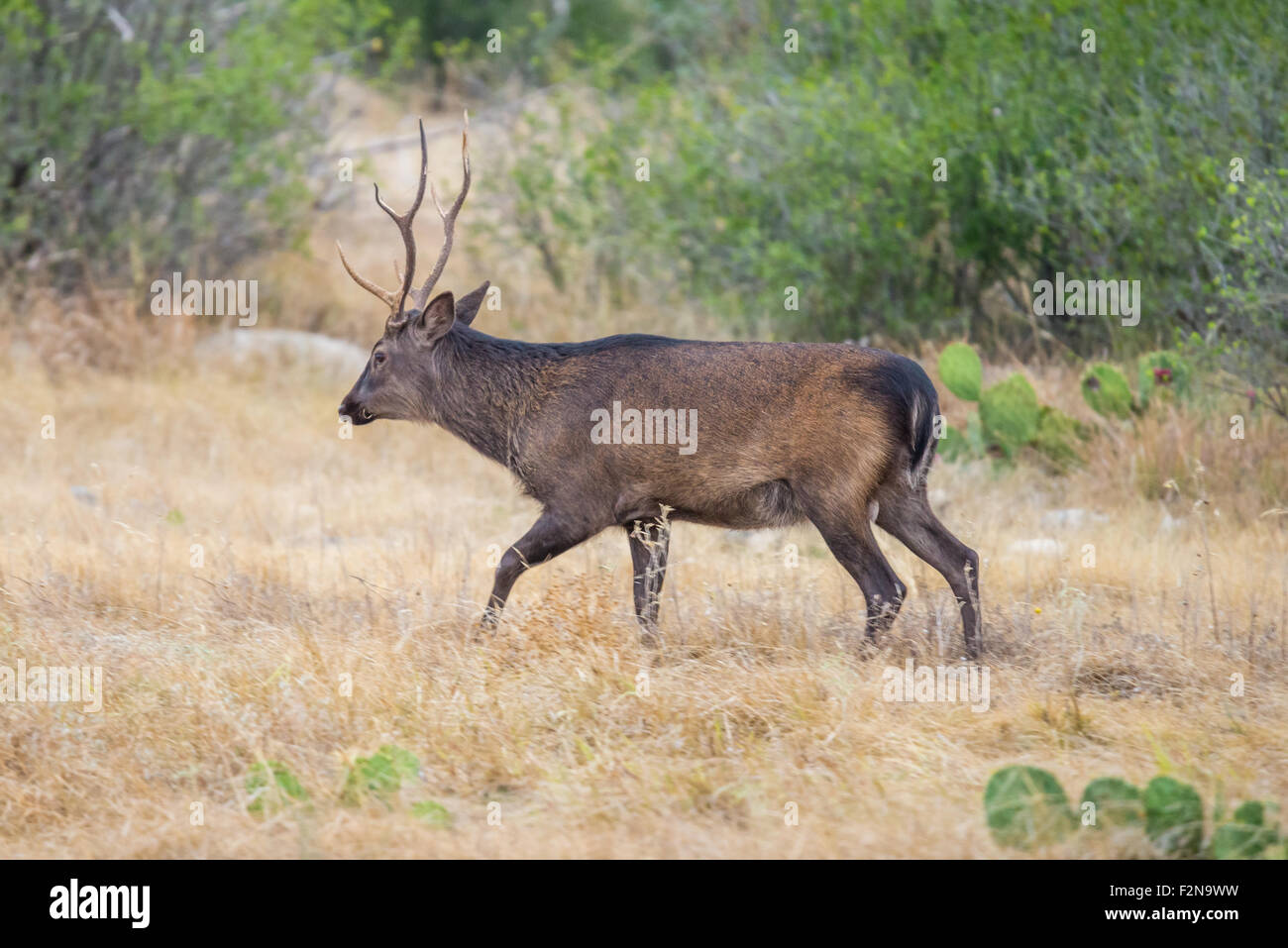 Il Texas del sud cervi sika buck a piedi a sinistra in un campo Foto Stock