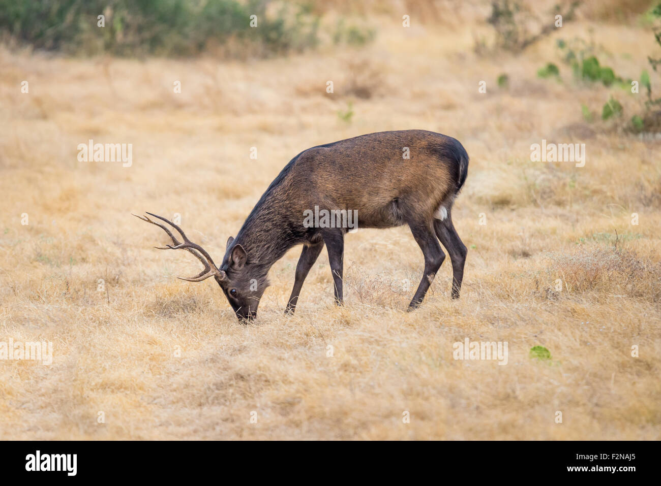 Il Texas del sud cervi sika pascolo buck in un campo Foto Stock