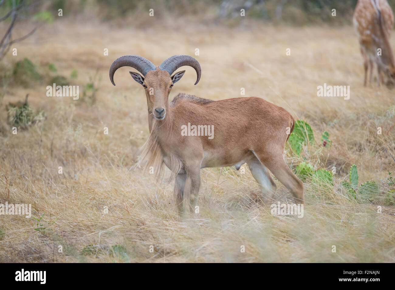 Ram Aoudad erge orgogliosamente nel campo costeggiata a sinistra Foto Stock