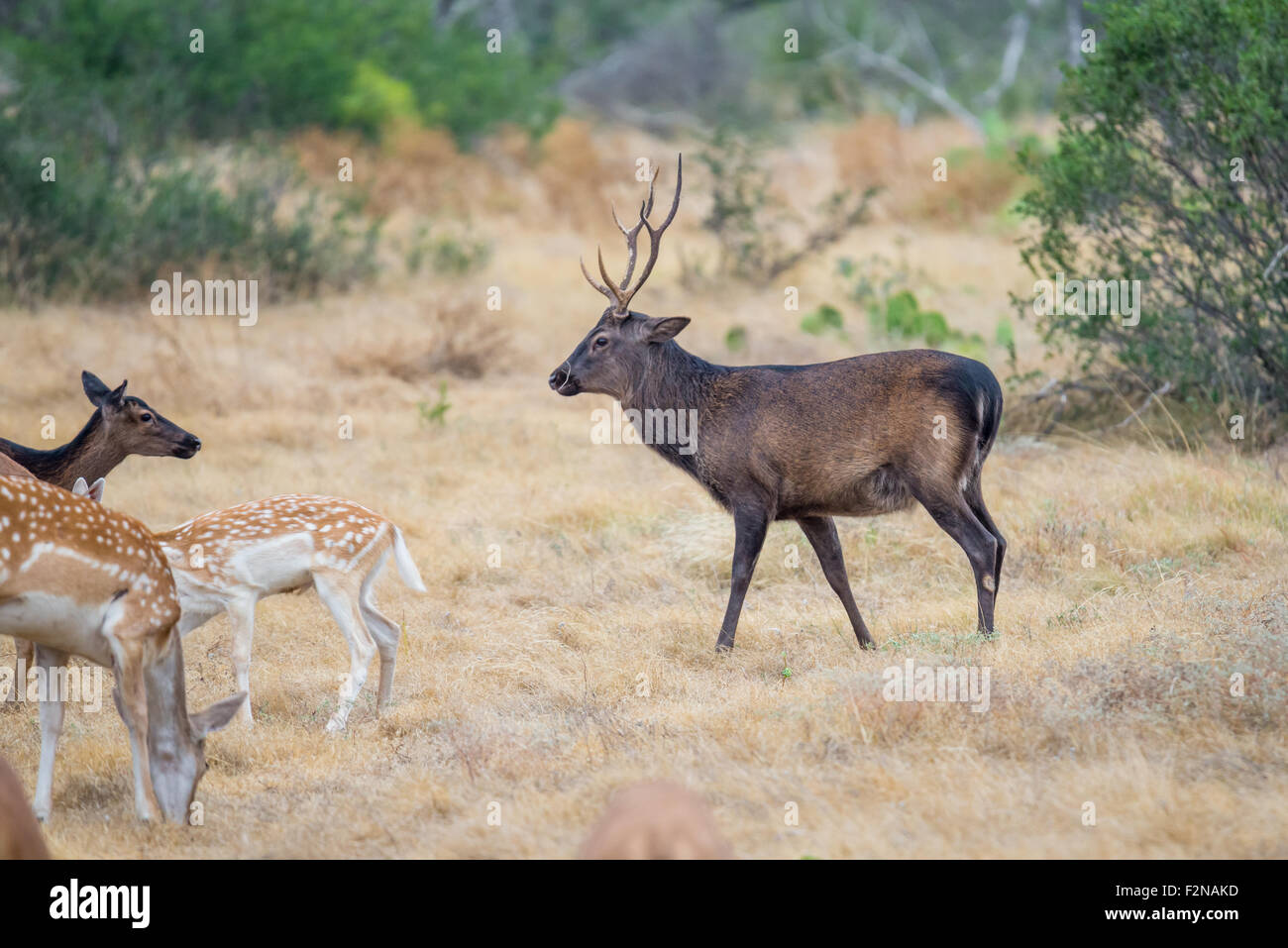 Il Texas del sud cervi sika buck in piedi in un campo guardando a sinistra Foto Stock