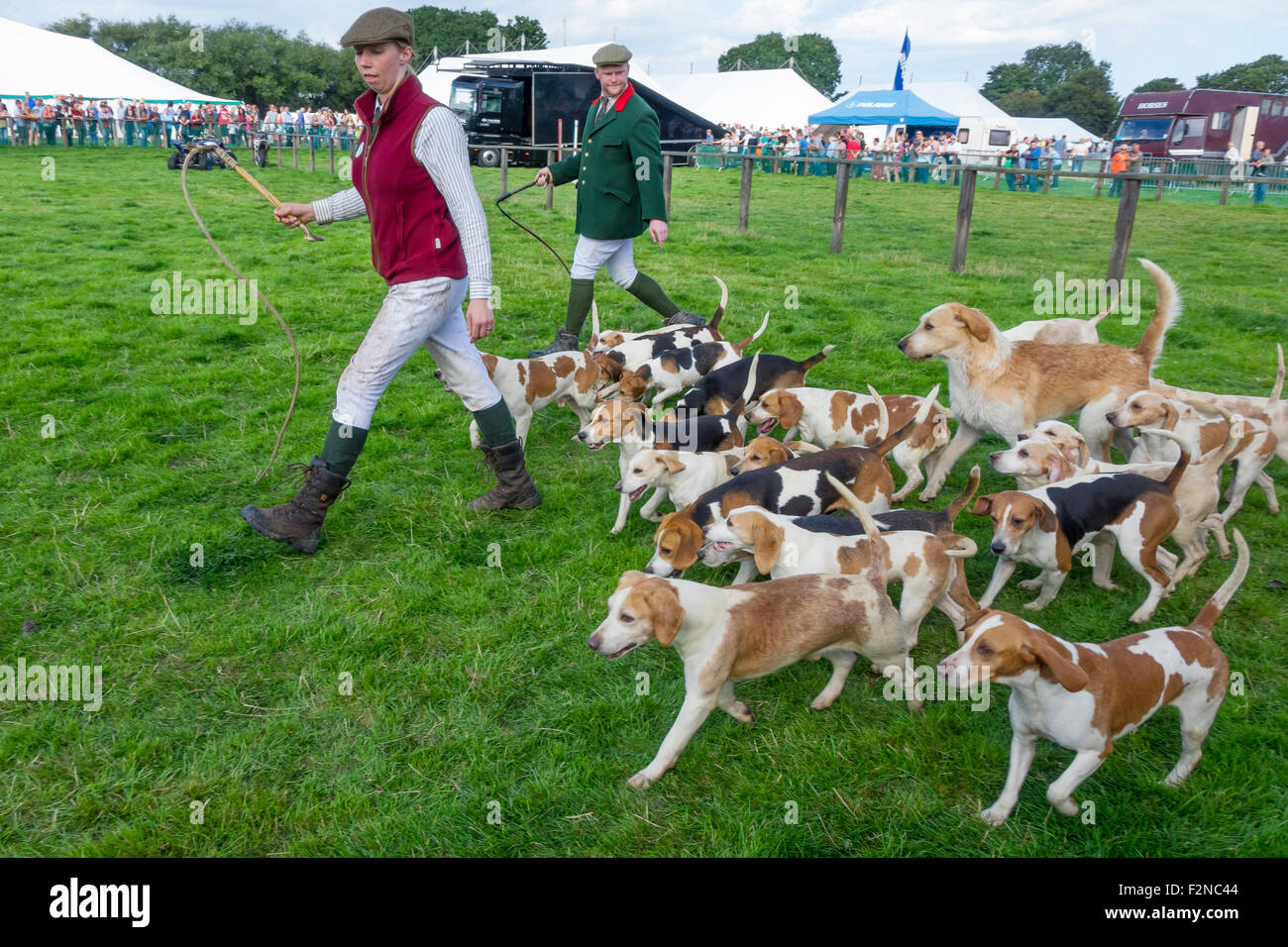 Dimostrazione di cani beagle da Cleveland caccia al Stokesley Agricultural Show 2015 Foto Stock