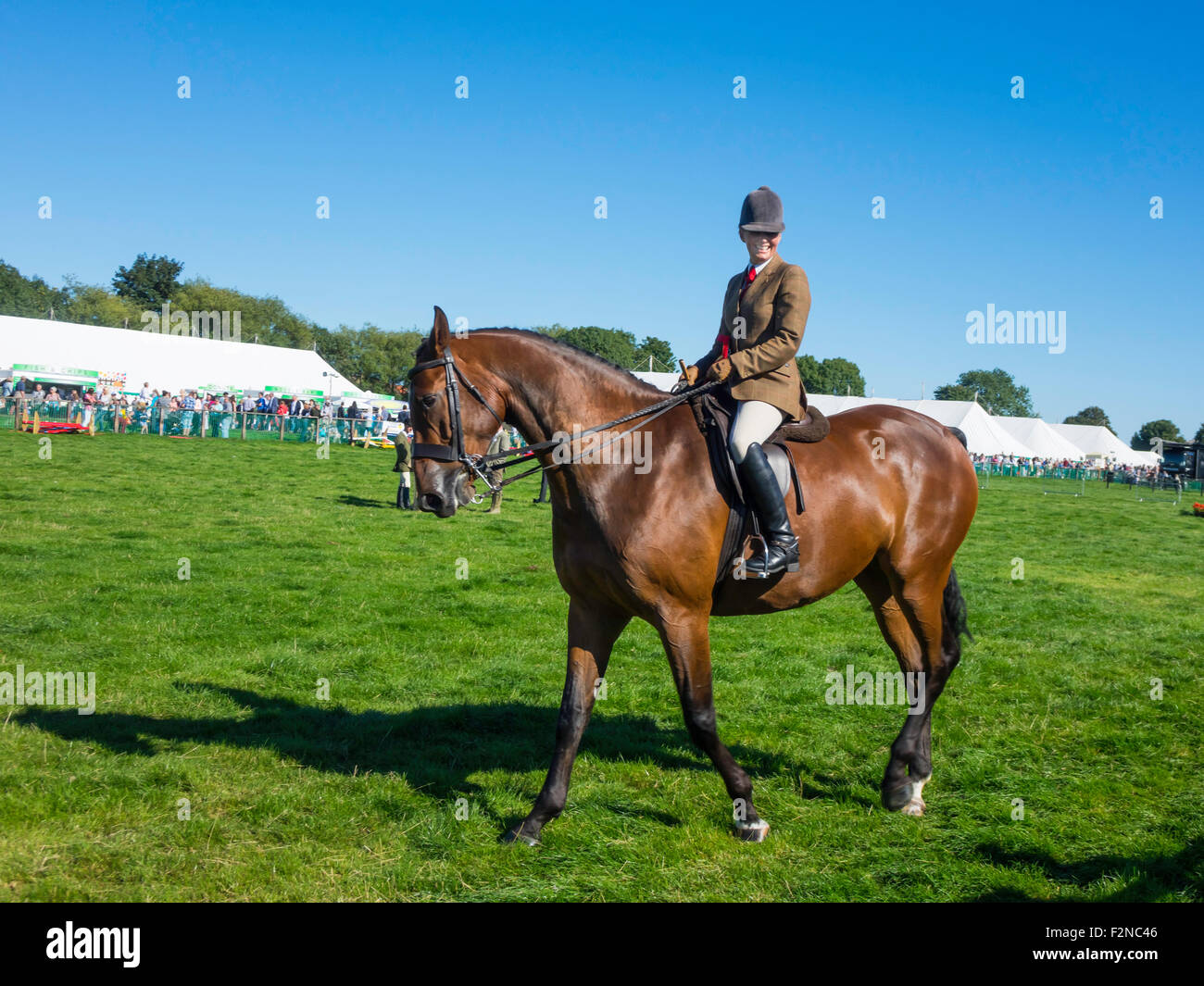 Cavallo con maniglie immagini e fotografie stock ad alta risoluzione