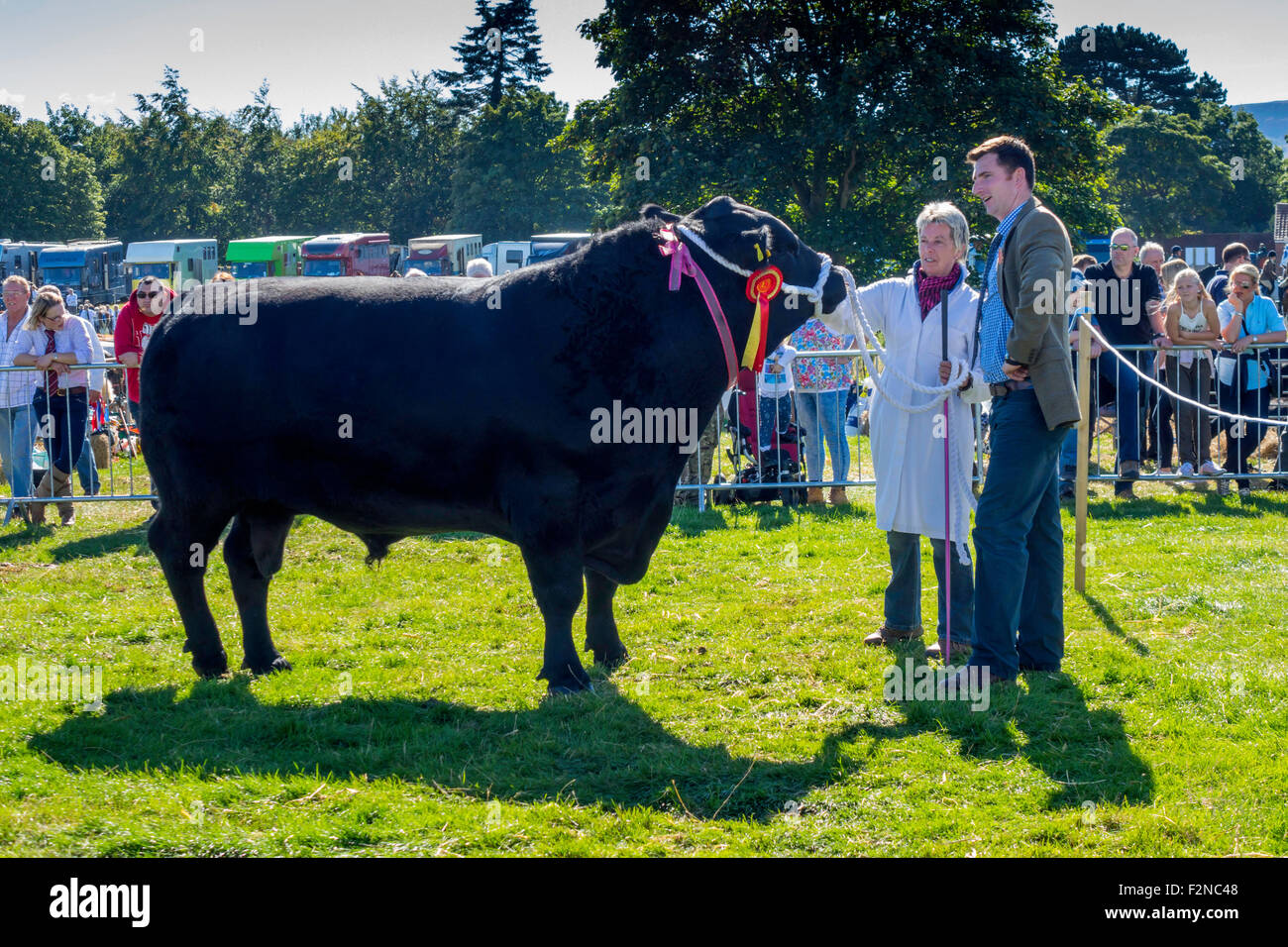 Il primo premio vincendo Aberdeen Angus Bull nel giudicare l'anello all'Stokesley Agricultural Show 2015 Foto Stock