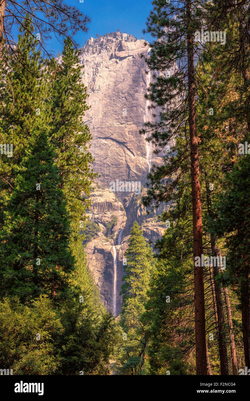 Cascate Yosemite vista dalla foresta di sequoie nel Parco Nazionale di Yosemite in California Foto Stock