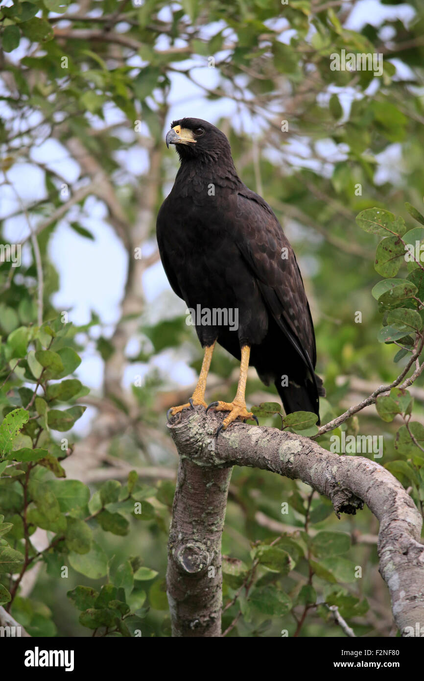 Grande Black Hawk (Buteogallus urubitinga), Adulto su un albero, Pantanal, Mato Grosso, Brasile Foto Stock