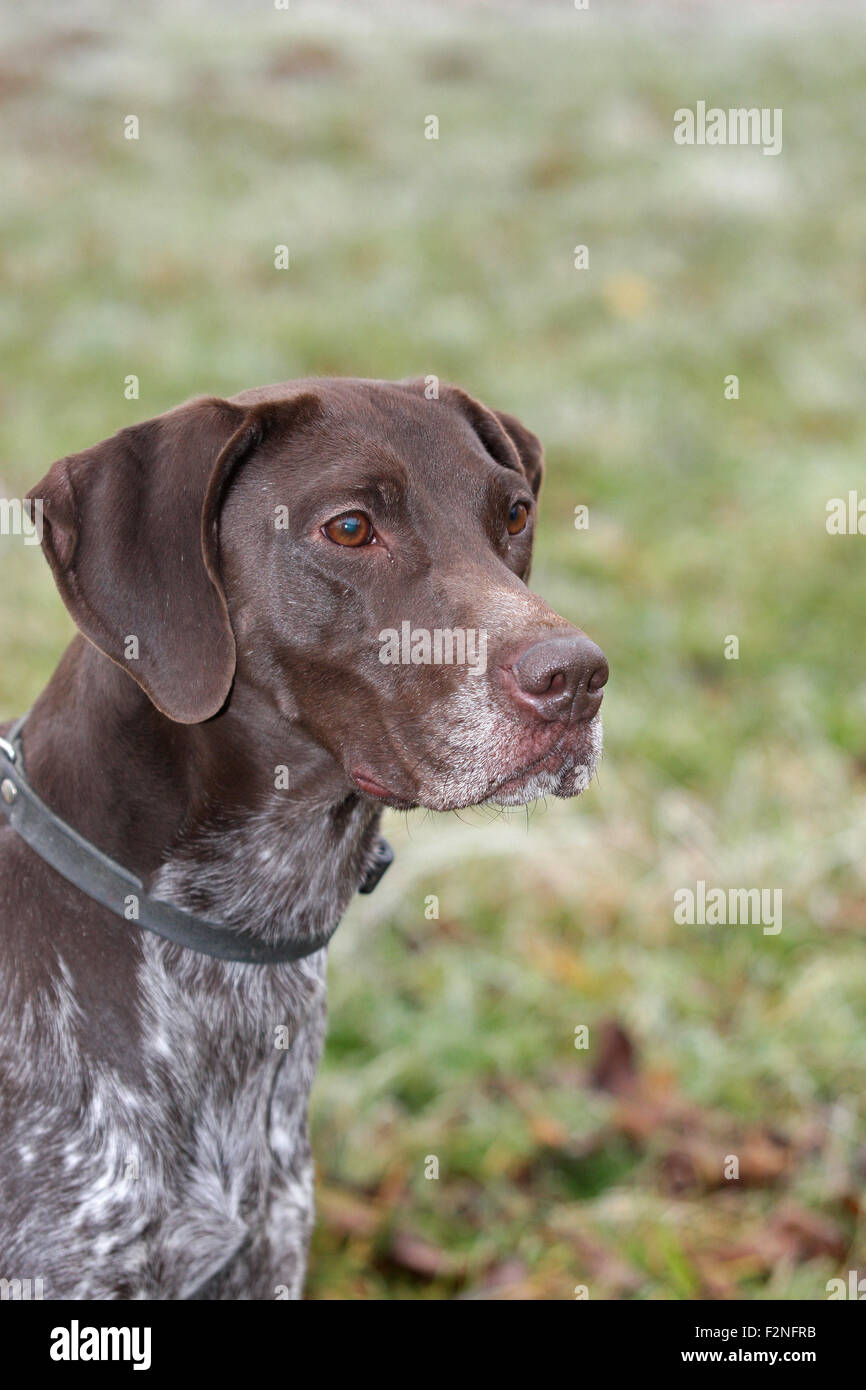 Il tedesco Shorthaired puntatore, hound, ritratto, Austria Inferiore, Austria Foto Stock