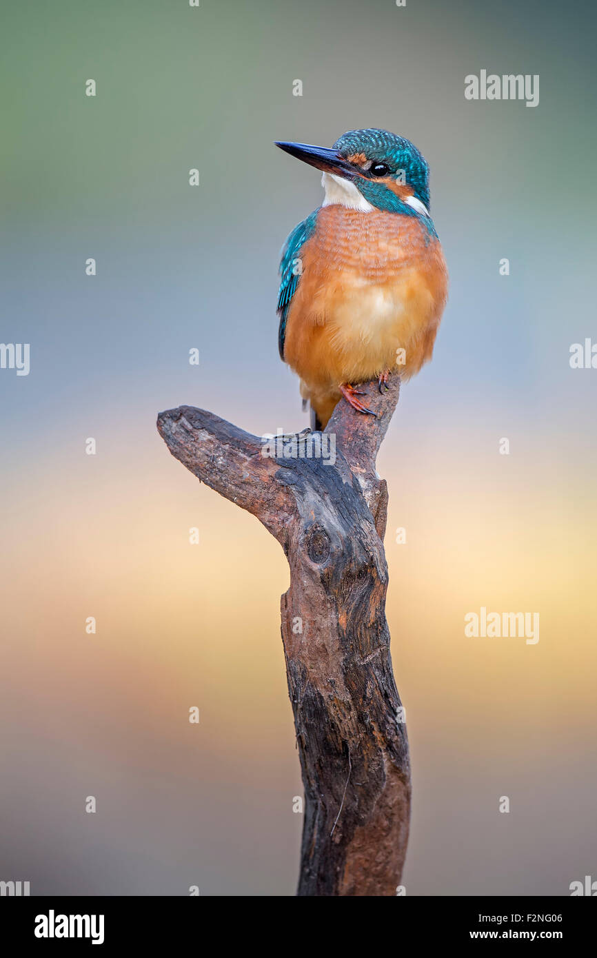 Kingfisher (Alcedo atthis) su un posto di vedetta, Riserva della Biosfera dell'Elba centrale, Sassonia-Anhalt, Germania Foto Stock