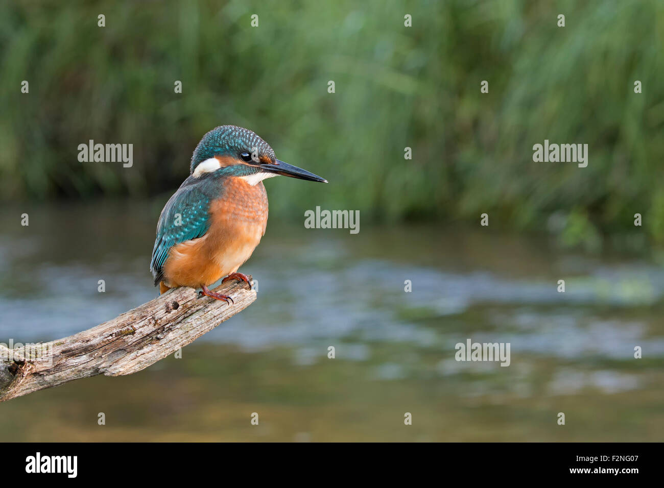 Kingfisher (Alcedo atthis) su un belvedere posto sopra il fiume, habitat, Riserva della Biosfera dell'Elba centrale, Sassonia-Anhalt, Germania Foto Stock
