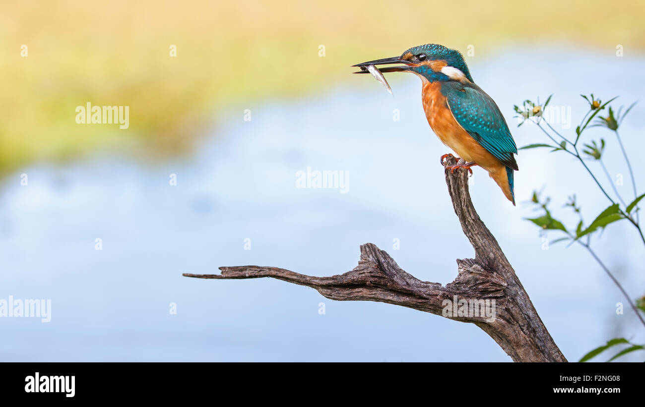 Kingfisher (Alcedo atthis) su un posto di vedetta, habitat, Riserva della Biosfera dell'Elba centrale, Sassonia-Anhalt, Germania Foto Stock