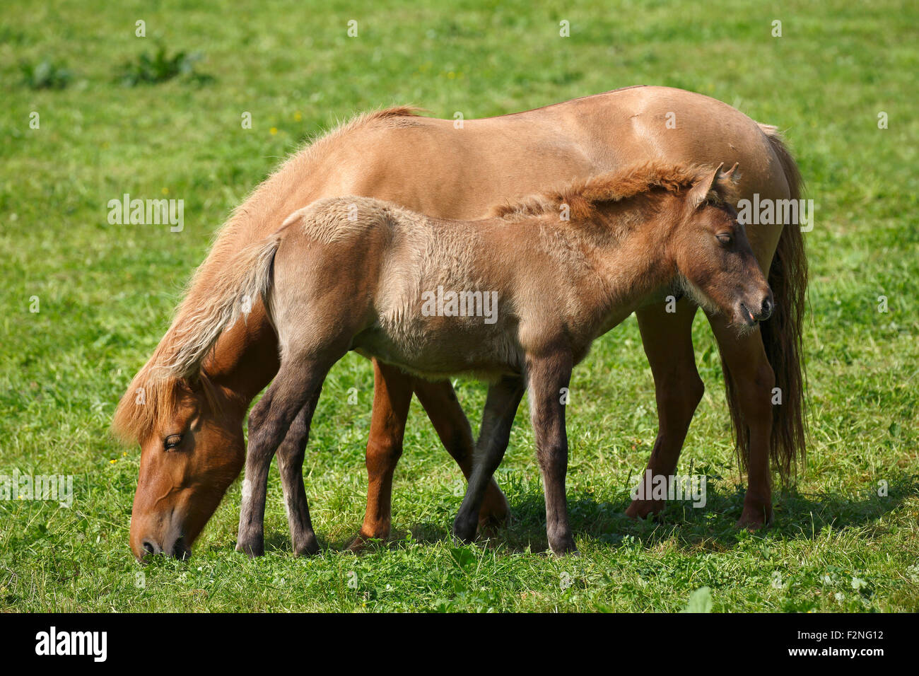 Puledro e mare, islandese cavallo, pony (Equus przewalskii f. Caballus), Bassa Sassonia, Germania Foto Stock