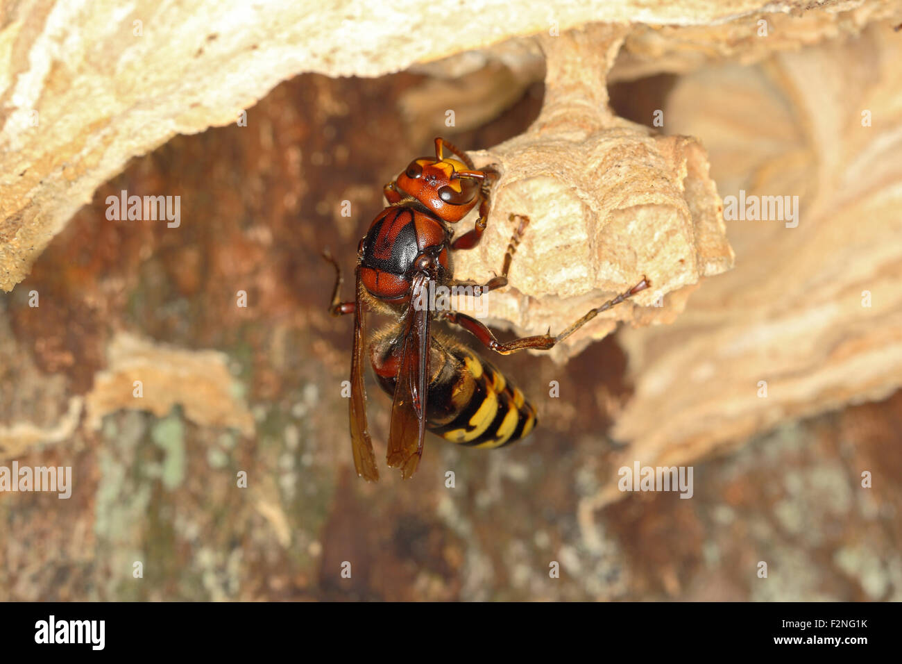 Unione hornet queen (Vespa crabro), su un nuovo pettine, Germania Foto Stock