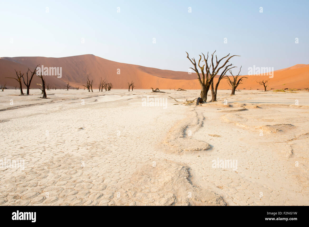 Morto il camel Thorn trees (Acacia erioloba) in Deadvlei, Sossusvlei, Namib Desert, Namibia Foto Stock