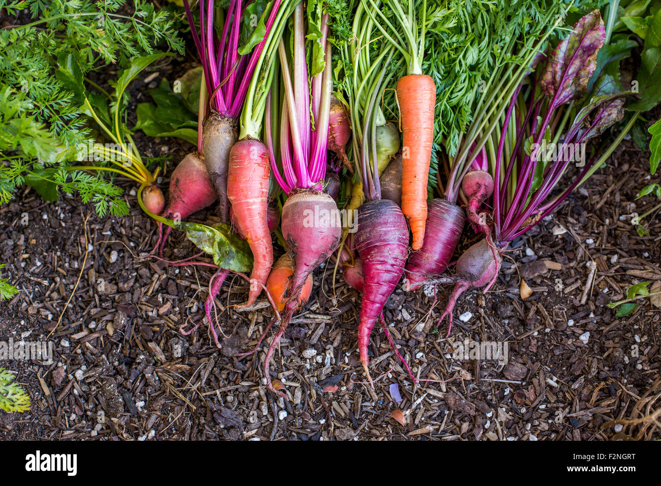 Le carote fresche in giardino Foto Stock