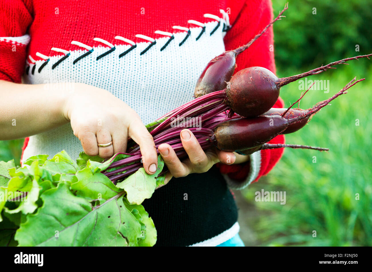 Caucasian l'agricoltore che detiene le barbabietole fresche in giardino Foto Stock