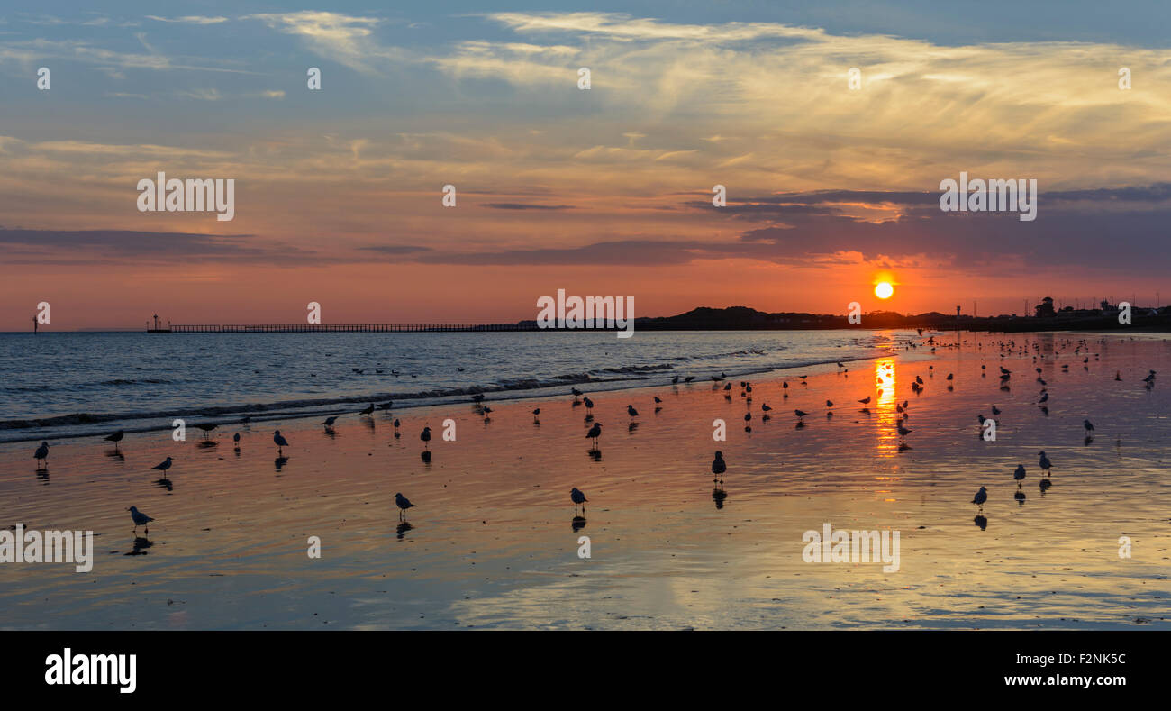 La riflessione del sole su una spiaggia al tramonto con gli uccelli relax sulla sabbia. Il concetto di pace. Concetto di calma. La bellezza naturale del concetto. Foto Stock