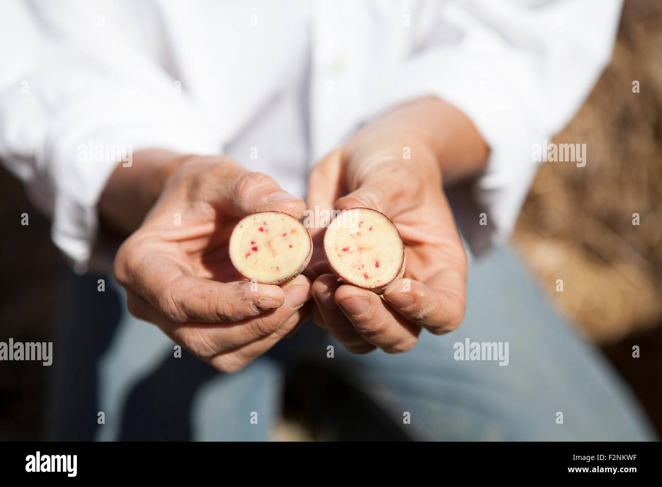 La donna caucasica holding Affettato vegetale in giardino Foto Stock