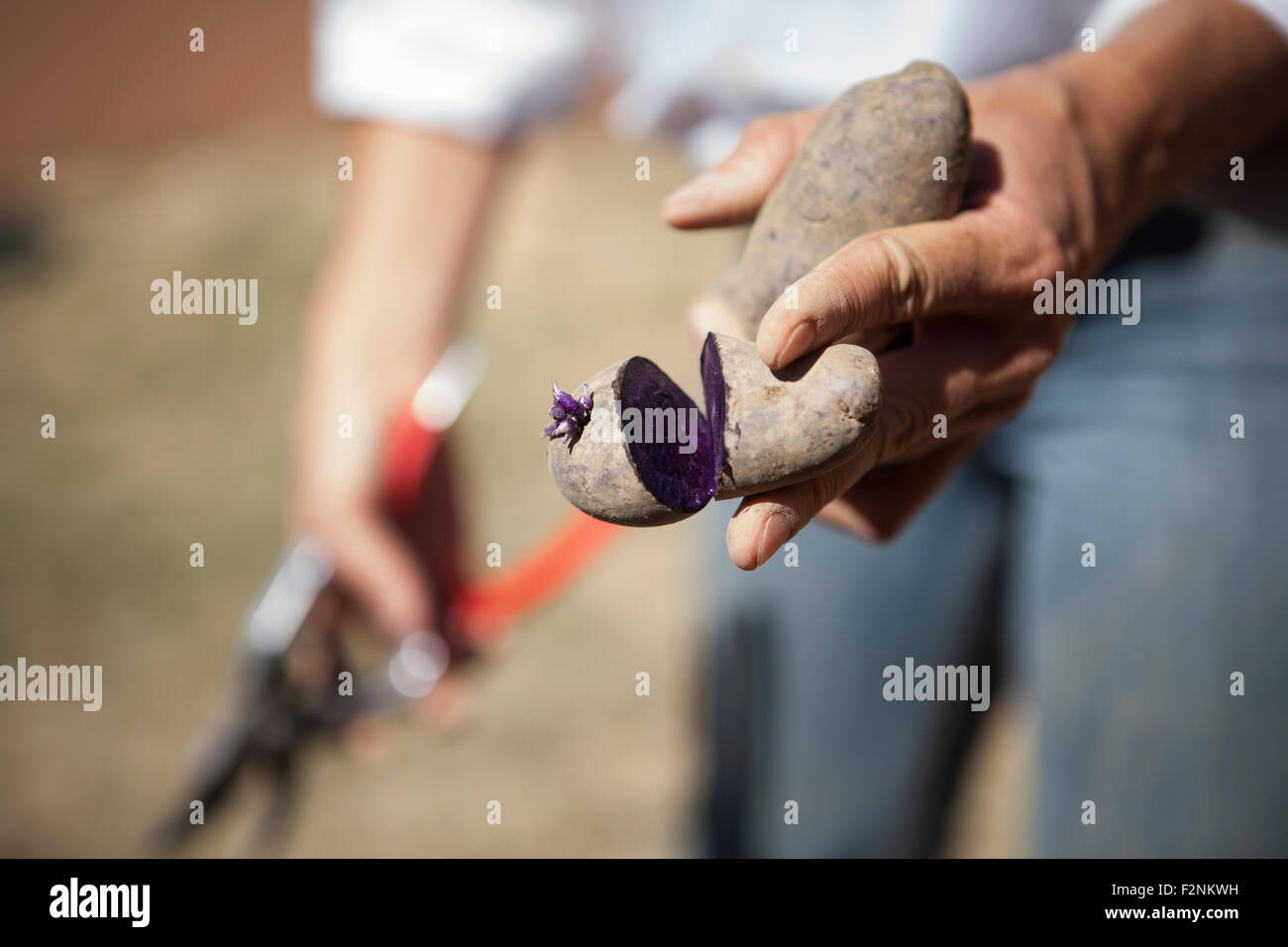 La donna caucasica holding Affettato vegetale in giardino Foto Stock