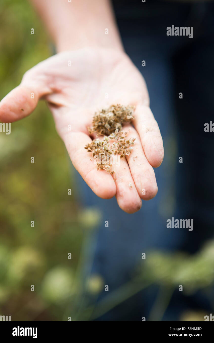 La donna caucasica azienda semi di fiori nel giardino Foto Stock