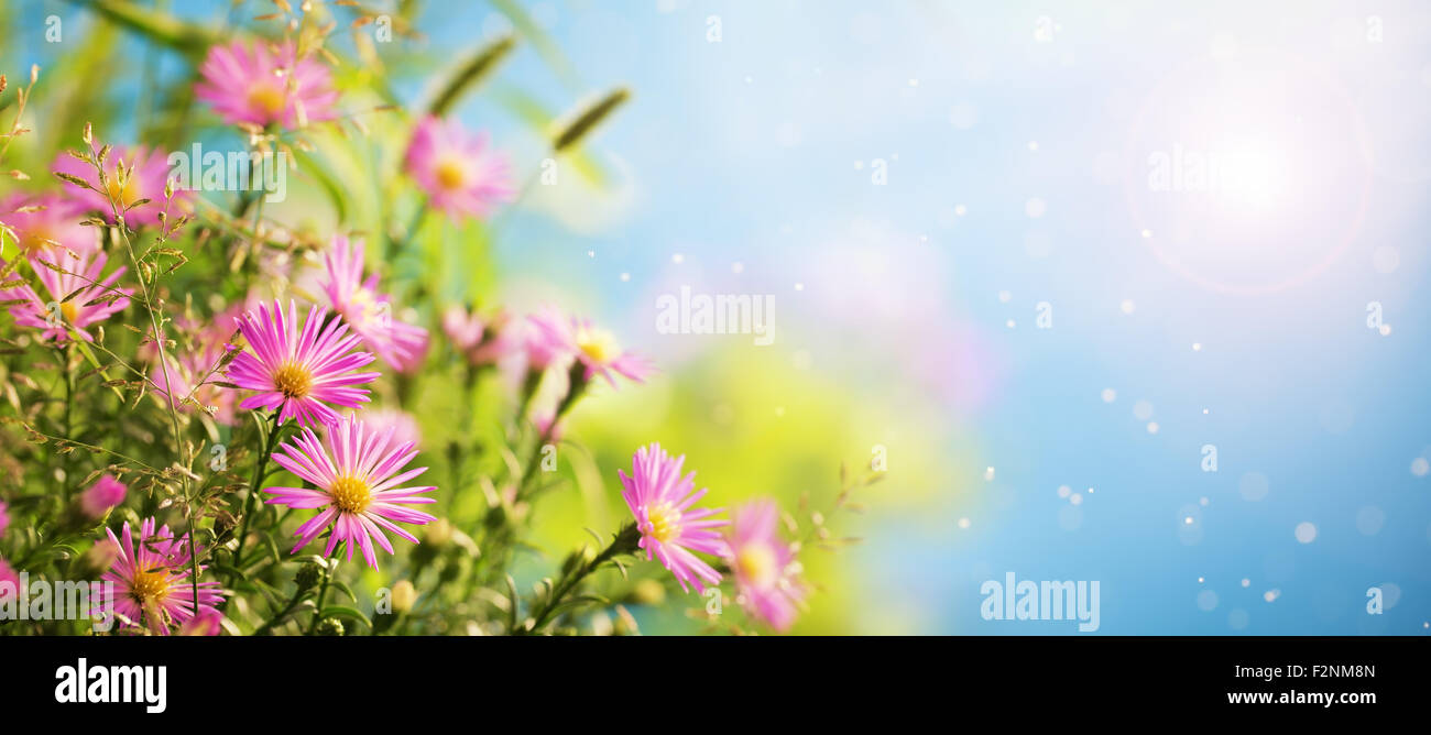 Primo piano di fiori di colore rosa Foto Stock