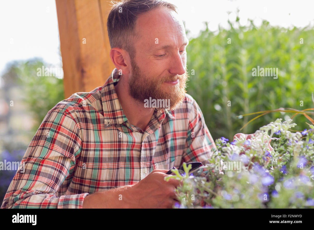 Uomo caucasico profumati fiori in giardino Foto Stock