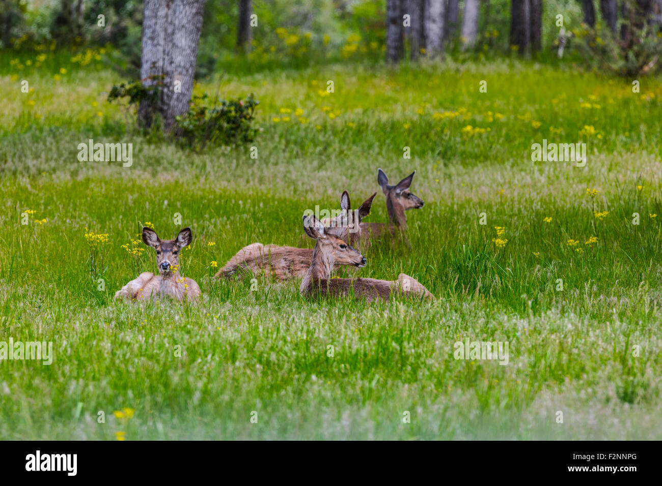 Posa di cervo in erba alta in campo rurale Foto Stock