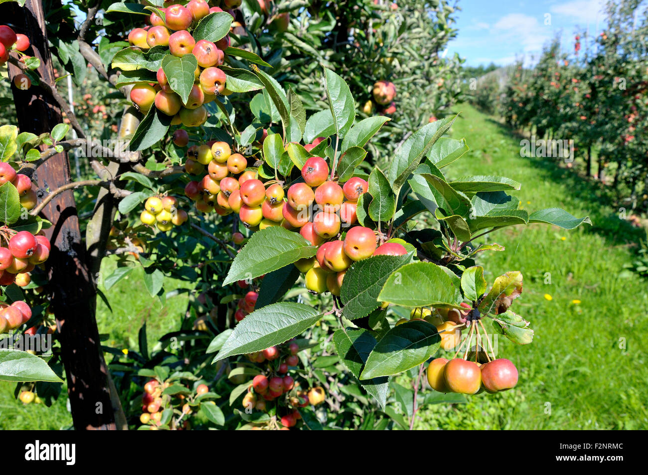 San Donato Monchelsea village, Maidstone, Kent, Regno Unito. Apple commerciale Orchard. Crab Apple impollinatore " alberi per aiutare a impollinazione Foto Stock