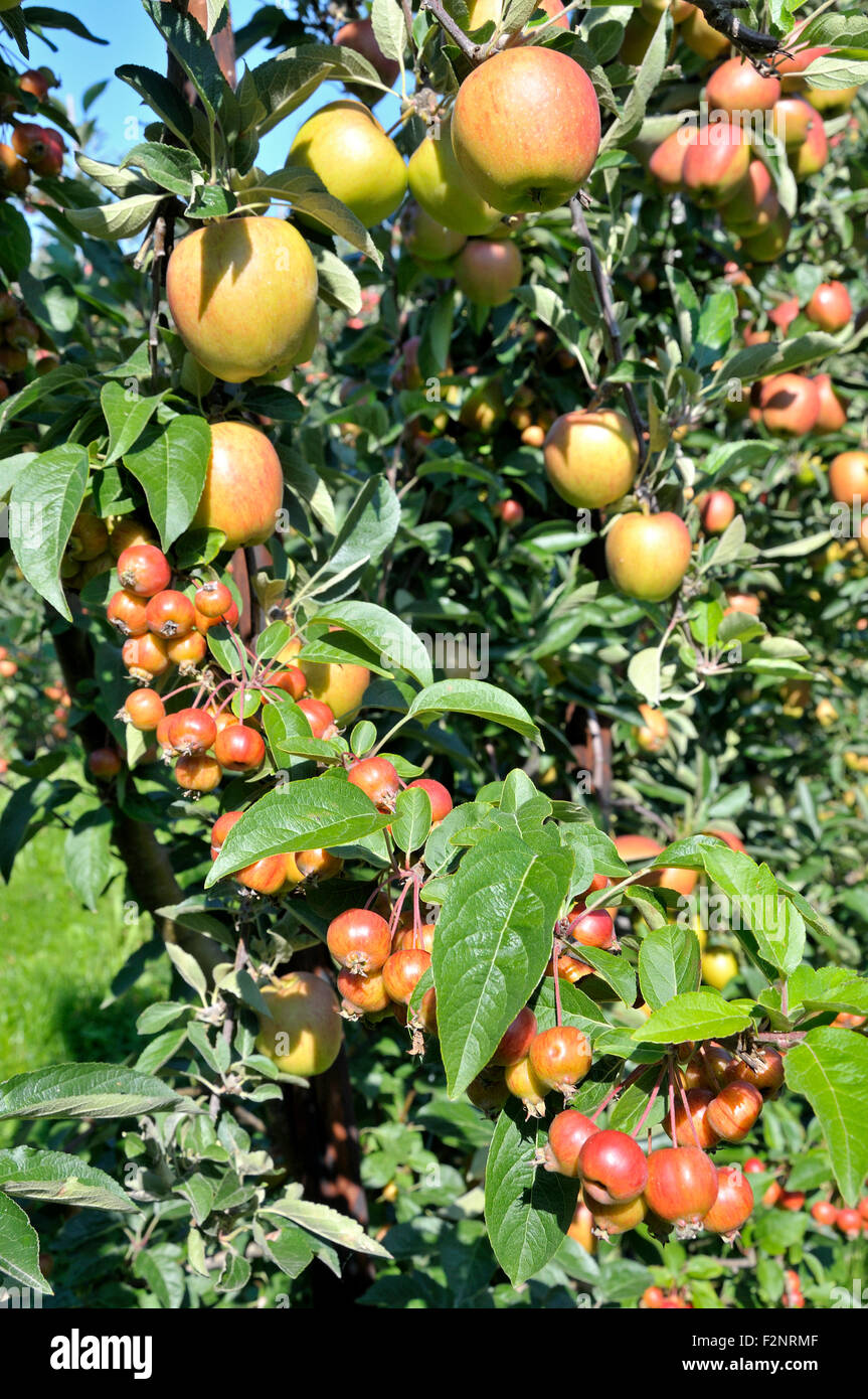 San Donato Monchelsea village, Maidstone, Kent, Regno Unito. Apple commerciale Orchard. Crab Apple impollinatore " alberi per aiutare a impollinazione Foto Stock