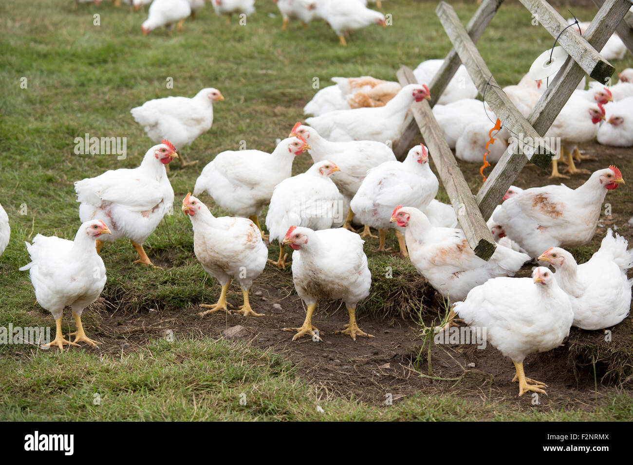 Polli ruspanti in una fattoria in Lincolnshire Foto Stock